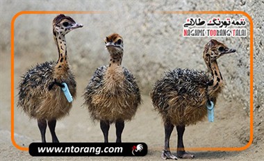 اصول مراقبت از جوجه شترمرغ تا ۳ ماهگی؛ از روز اول تا پایان دوره حساس